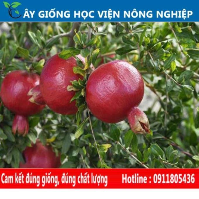 Sản phẩm Cây Ăn Trái cây lựu đỏ cây ăn quả