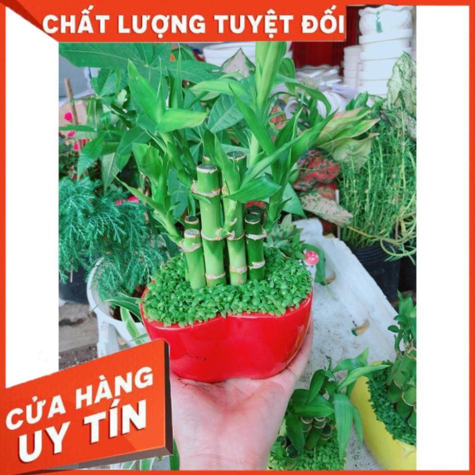 Chậu chúc phát tài hình trái tim để bàn