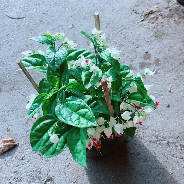 Cây Ngọc Nữ