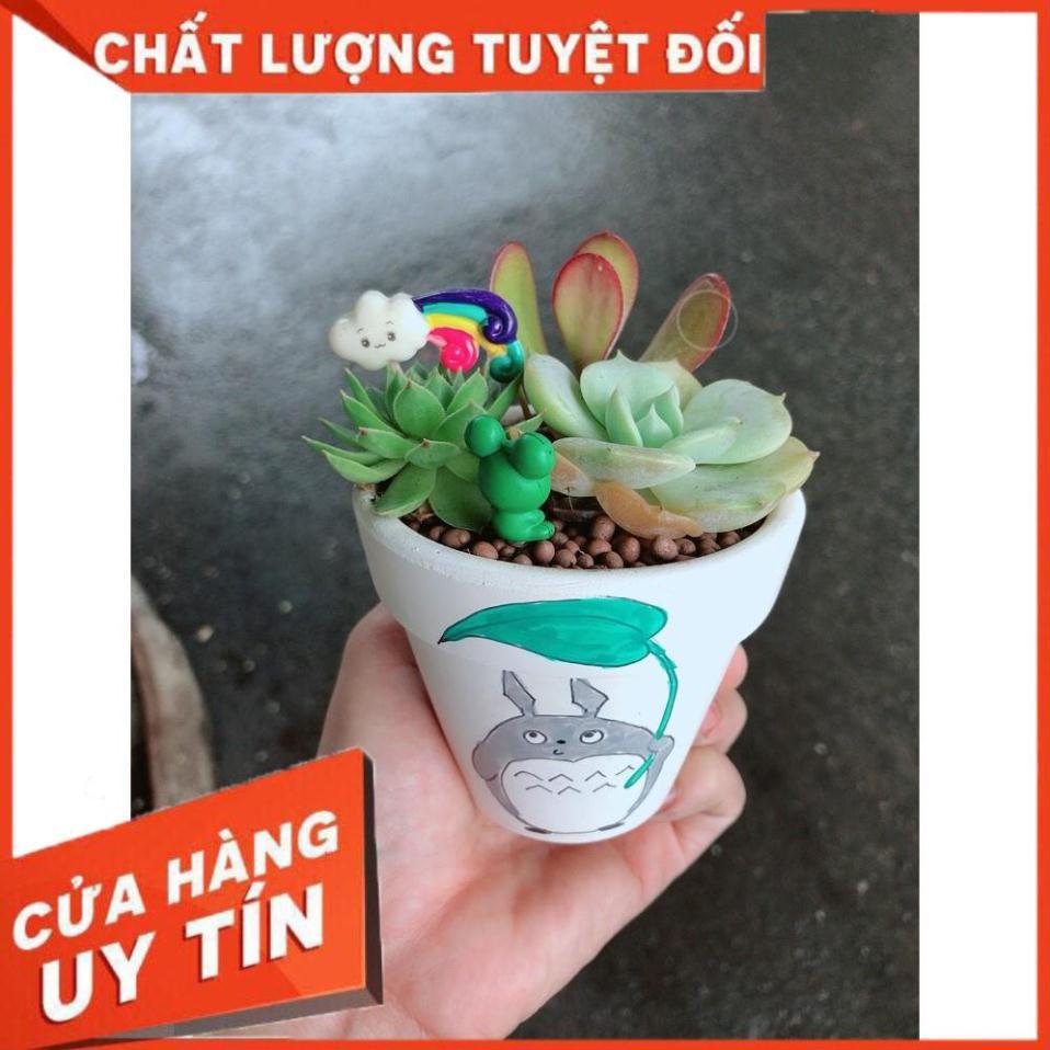 Chậu sen đá tiểu cảnh 9
