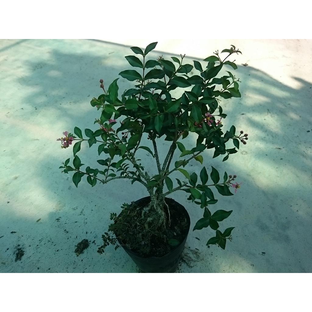 Cây Hồng Ngọc Mai Bonsai - cây cảnh bonsai + tặng phân bón cho cây