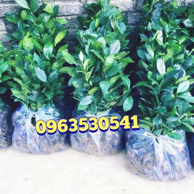 10 cây chè xanh