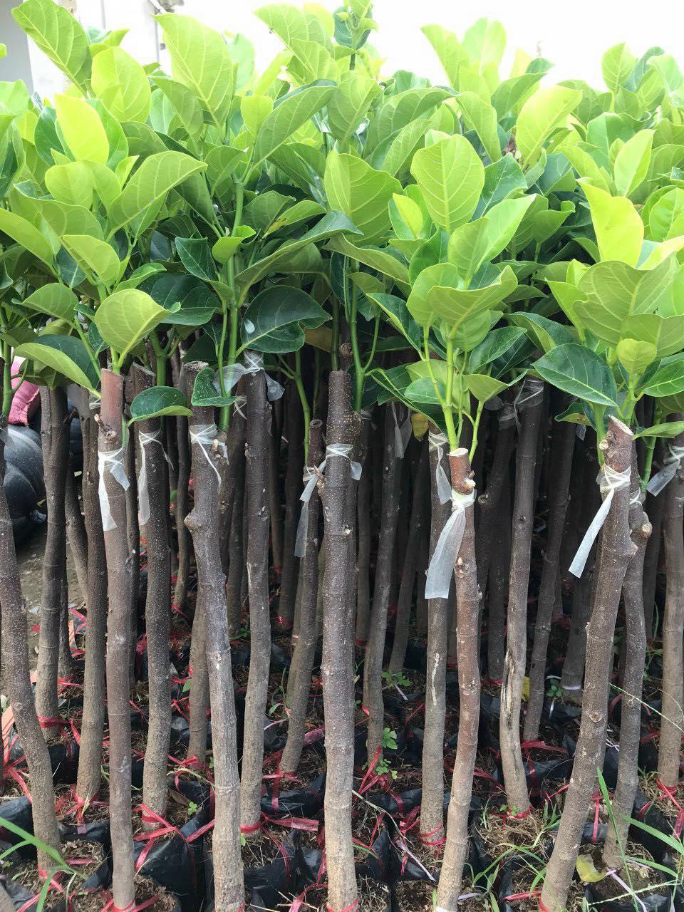 CÂY GIỐNG MÍT DAI TA