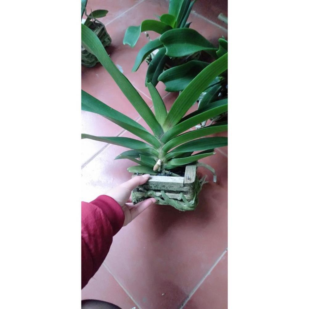 Hoa Phong Lan Nghinh Xuân Đỏ Cây To+ 700g phân thỏ hữu cơ