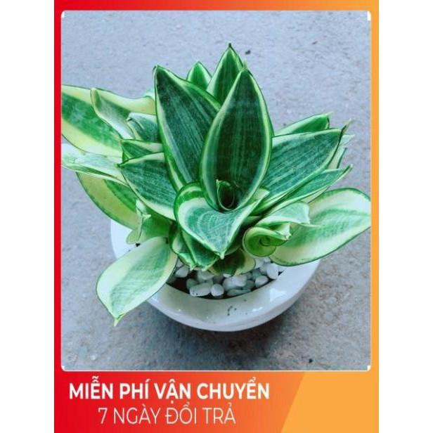 Chậu Lưỡi Hổ Thái