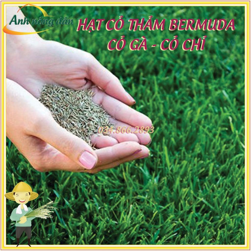200g Hạt giống cỏ trồng thảm bermuda - Hạt giống cỏ gà, cỏ chỉ