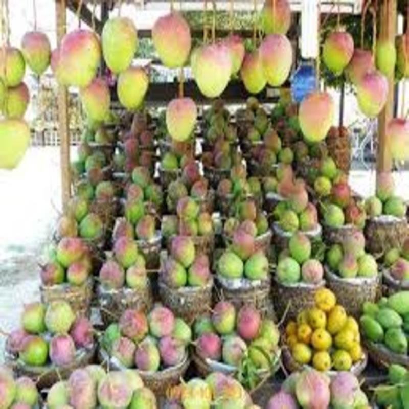 CÂY GIỐNG XOÀI TÍM SIÊU QUẢ