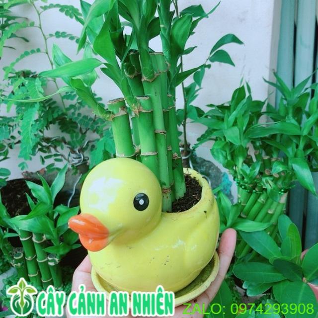 Trúc Phát Tài Vịt Vàng