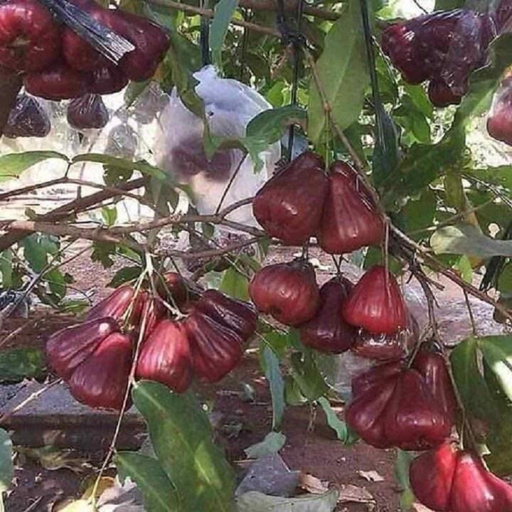 CÂY GIỐNG ROI ĐỎ THÁI LAN SIÊU NGON SIÊU QUẢ- CAM KÊT GIỐNG CHUẨN F1