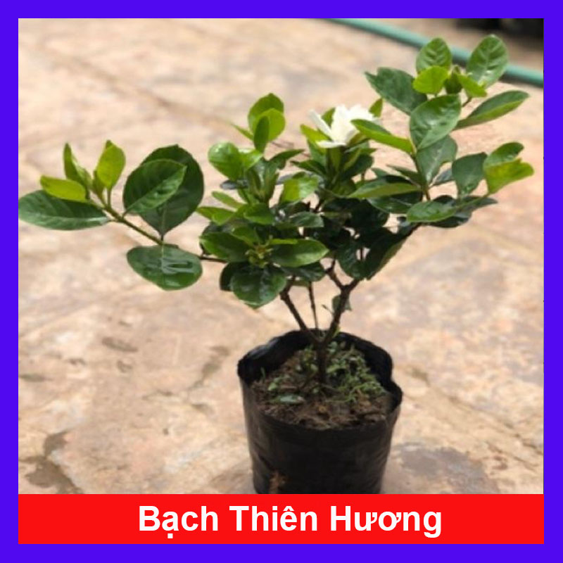 Cây bạch thiên hương cao 40-50cm đang hoa