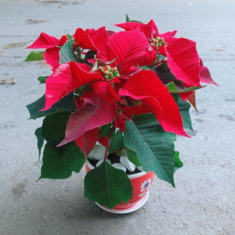 Chậu Cây Trạng Nguyên