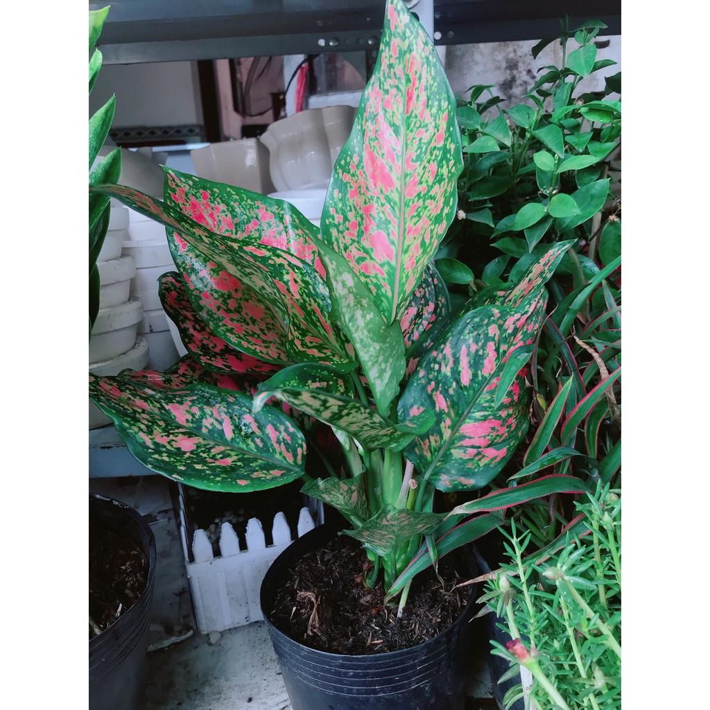 Cây Vạn Lộc Size Lớn