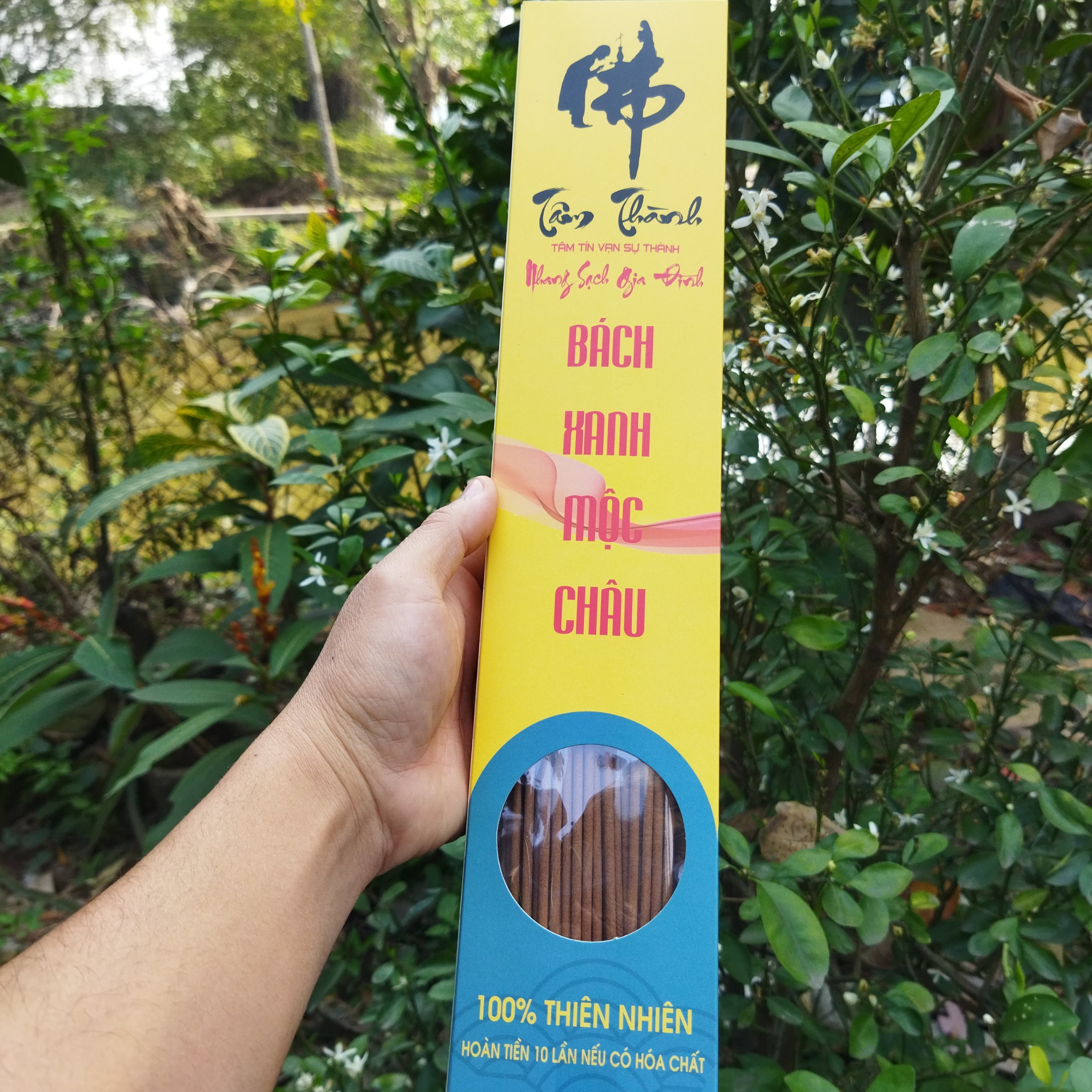 Hương Hoàng_Đàn Tuyết Lạng Sơn_Nhang Hoàng_Đàn_Nhang Bách_Xanh_Nhang Ngọc_Am_Cam Kết 100% Không Hóa Chất.