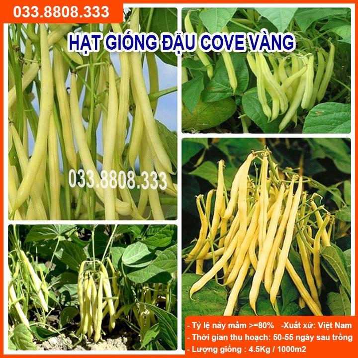 Hạt Giống Đậu Cove Vàng -Tỷ Lệ Nảy Mầm Cao