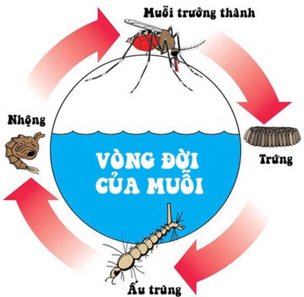 Thuốc diệt muỗi, côn trùng không mùi BIFENTAR 10SC chai 1lit