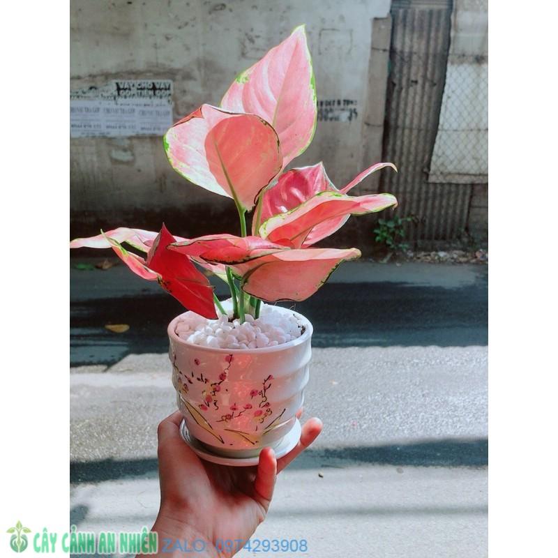 Chậu Vạn Lộc Hồng