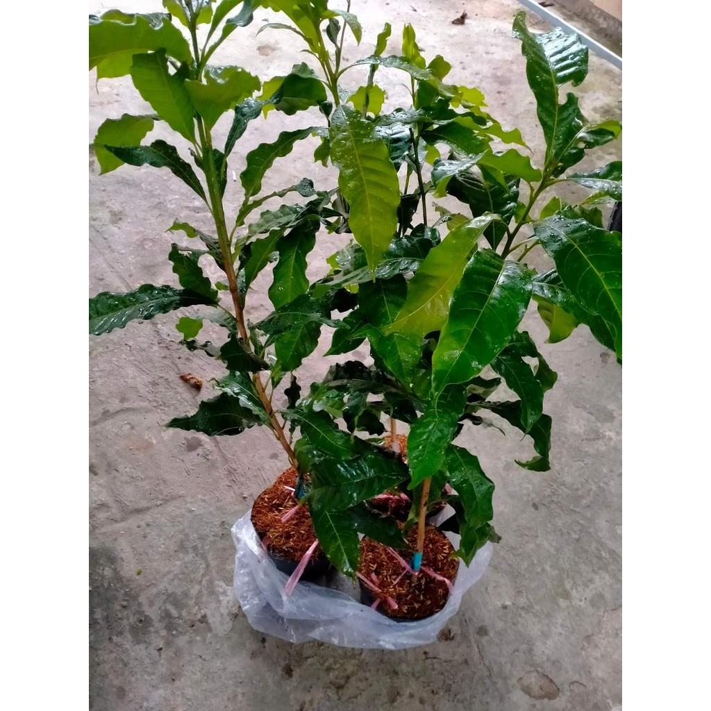Cây giống Vú Sữa Hoàng Kim - Trái To màu vàng cực kì thơm ngon
