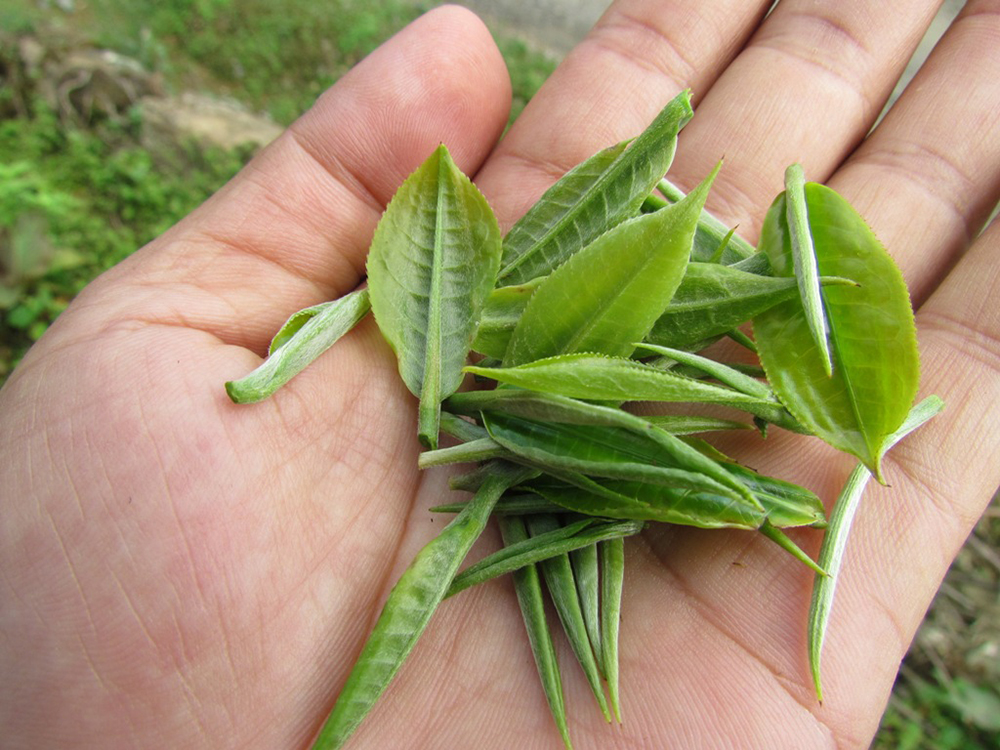 Đặc Sản Thái Nguyên - Trà Nõn Tôm Lộc Tân Cương - Trà Thái Nguyên
