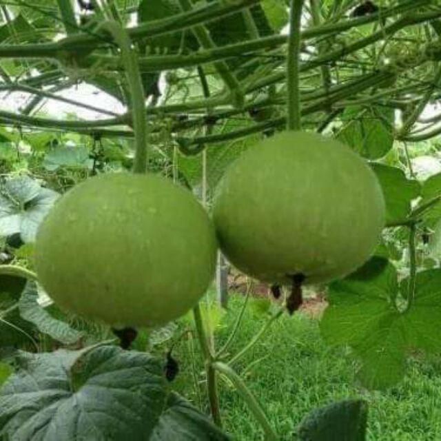 Hạt giống bầu tròn Thái - Hạt nảy mầm tốt - 1 gói 2gram