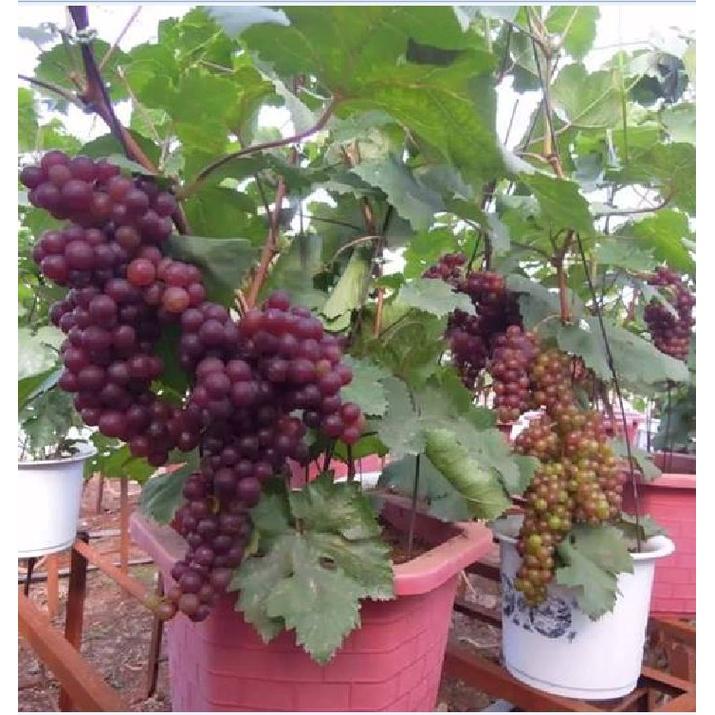 Hạt giống nho lùn Pháp KNS3445 - Gói 10 hạt