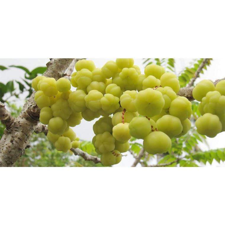 Cây giống Chùm Ruột NGỌT siêu Trái .