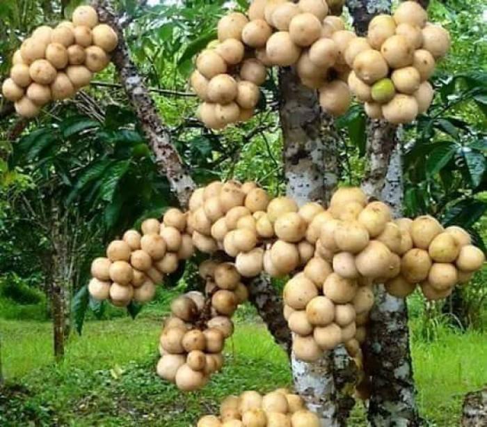 Cây giống bòn bon thái lan hay dâu da thái