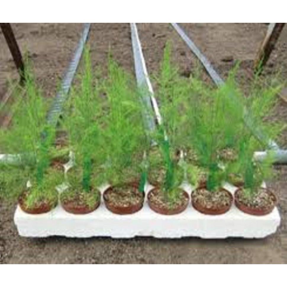 COMBO 3 CÂY giống MĂNG TÂY- cây dễ sống - KINH TẾ và tác dụng tuyệt vời đối với sức khỏe