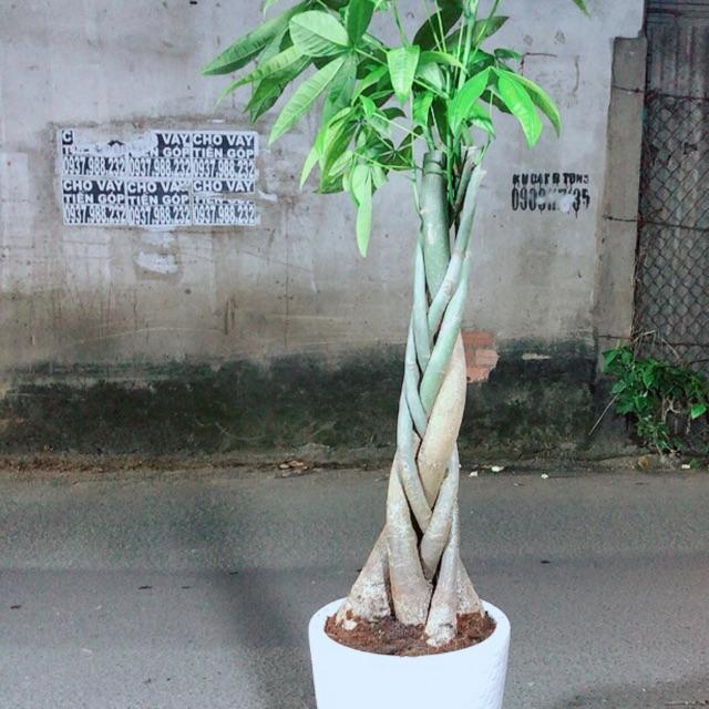 Chậu Cây Kim Ngân Cao 1m2