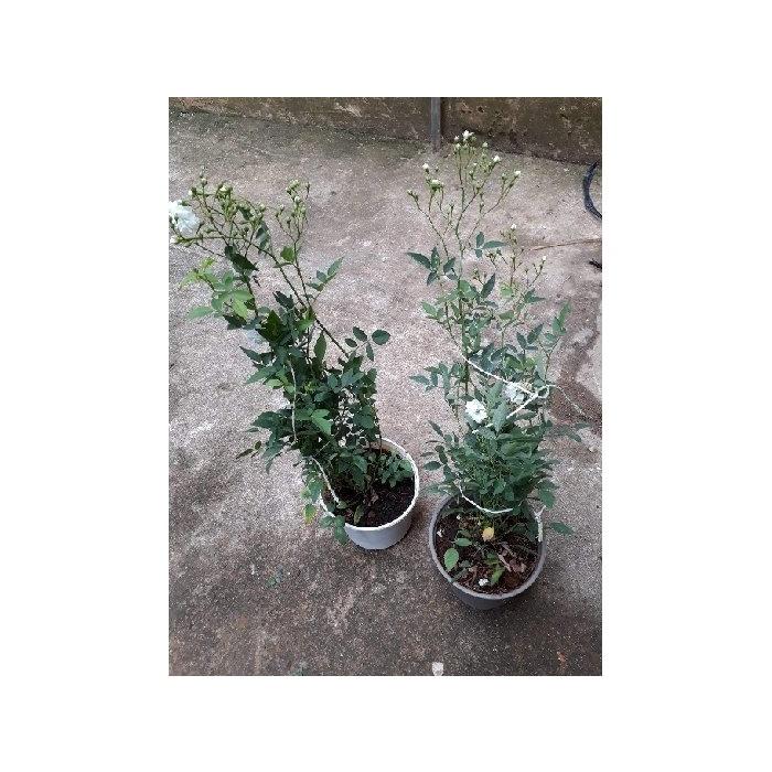Hoa hồng cổ Bạch Trà- bầu to cây lớn trưởng thành