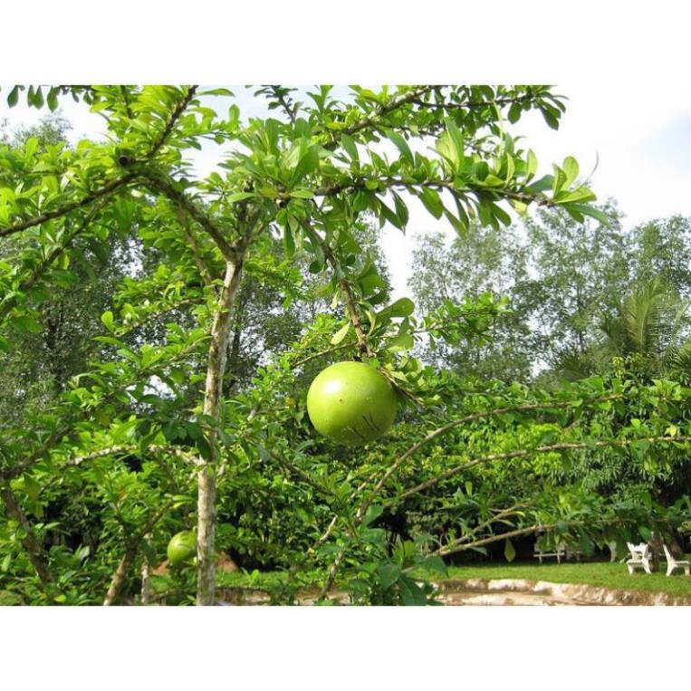 CÂY GIỐNG CÂY ĐÀO TIÊN , CAM KẾT CHUẨN GIỐNG