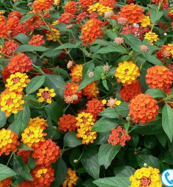 HẠT GIỐNG HOA NGŨ SẮC MIX