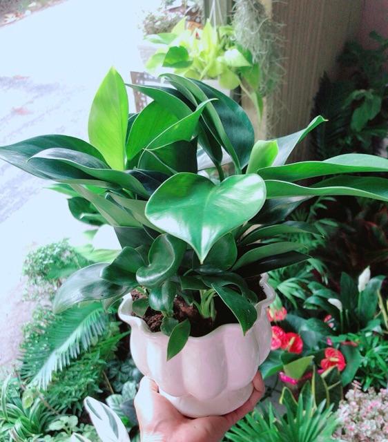 Chậu Trầu Bà Đế Vương Xanh