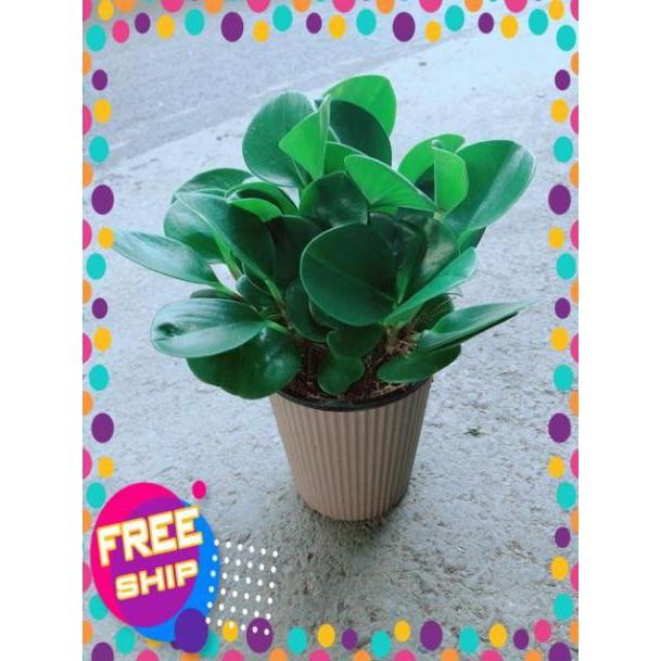 Cây Trường Sinh Kèm Chậu Tự Tưới