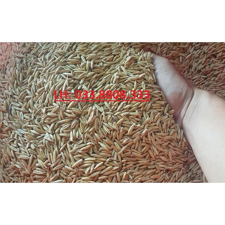 Hạt Giống Cỏ Yến Mạch 1kg – Hạt Giống Cỏ Chăn Nuôi Chịu Lạnh Tốt - Chăn Nuôi Gia Súc Lớn và có thể dùng nuôi mèo