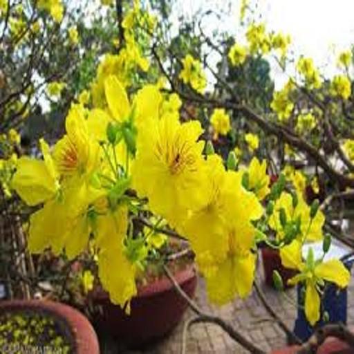 CÂY GIỐNG MAI VÀNG 5 CÁNH ĐƠN - CGMV5CD