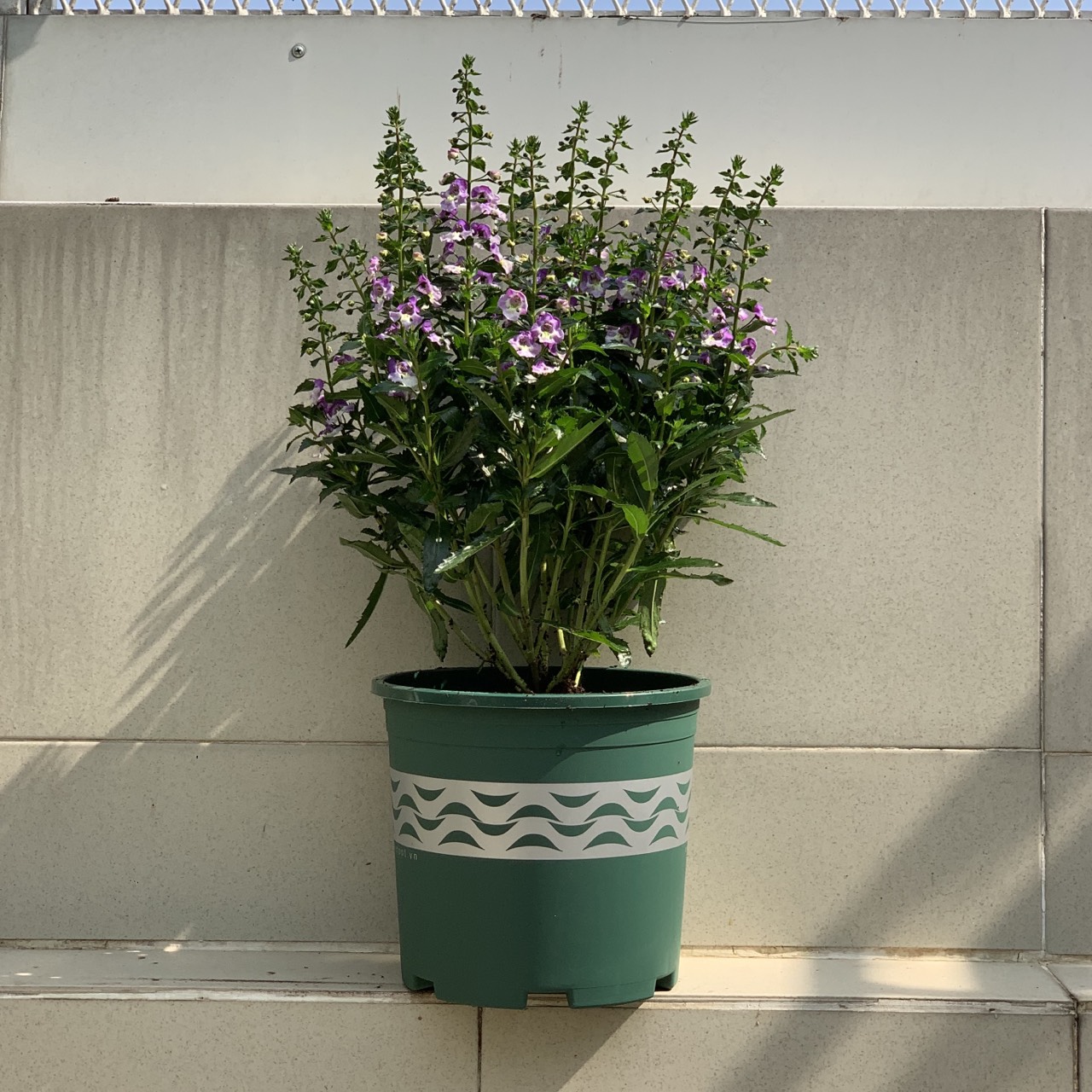 Chậu nhựa trồng cây VIETPOT, mã 43, màu Xanh, hoa văn lượn sóng, nhiều size, trồng kiểng lá, hoa hồng, hoa kiểng, trang trí ban công, sân vườn, sân thượng