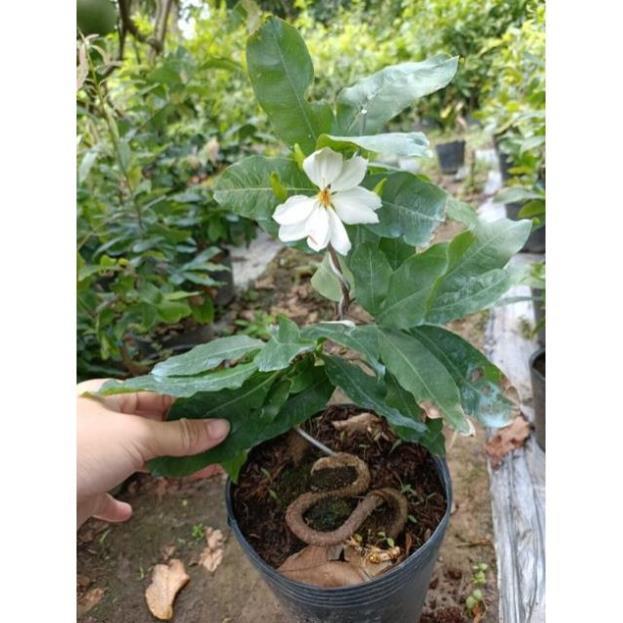 Hoa Bạch Mai- Cây ghép đã quấn rễ và liền gốc