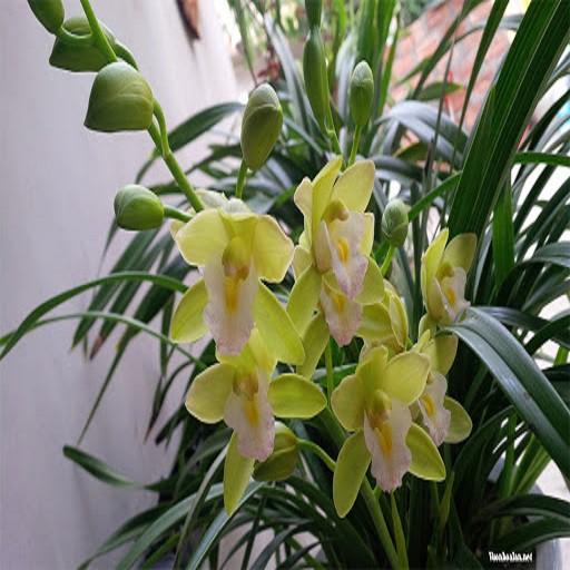 ĐIA LAN HƯƠNG CÁT CÁT HOA CỰC THƠM, HÀNG HOA TẾT, HÀNG TO ĐẸP