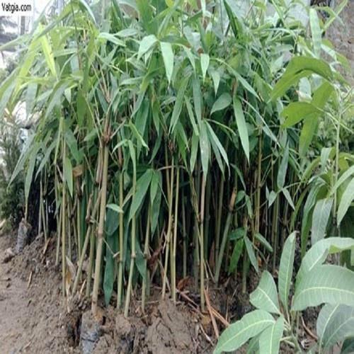 MĂNG TRE BÁT BỘ CÂY GIỐNG+ phân thỏ hữu cơ