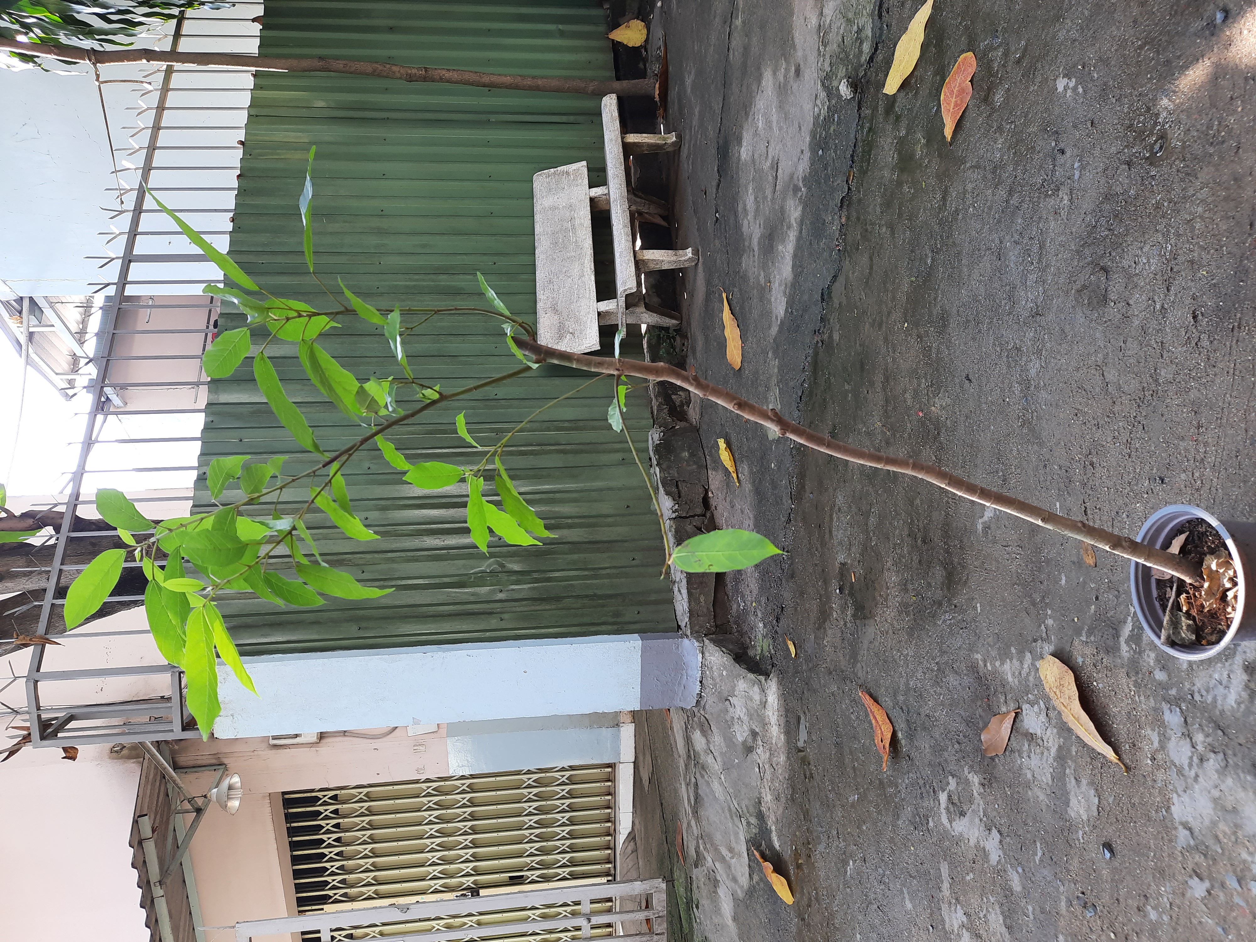 Cây sung, chiều cao cây khoảng 1m2, như hình