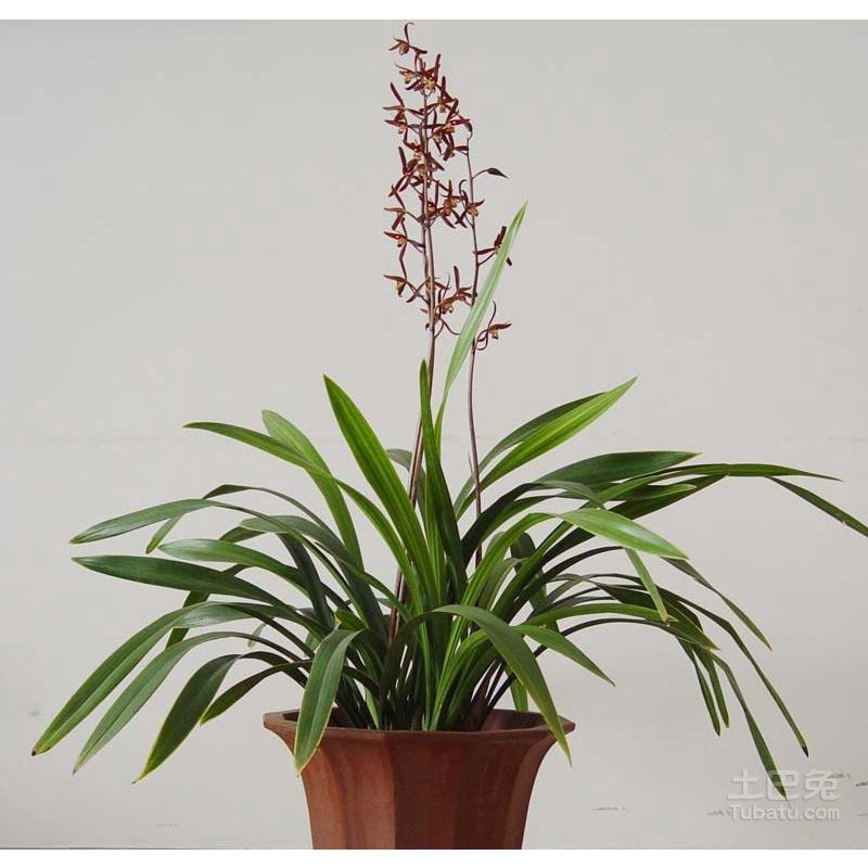 Châu giống địa lan HOÀNG KIM BẢO đột biến