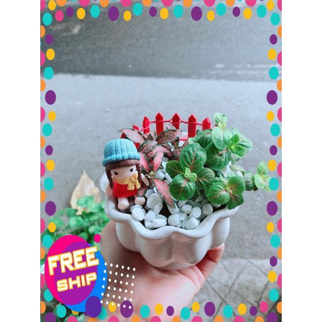 Chậu Cẩm Nhung Có Trang Trí