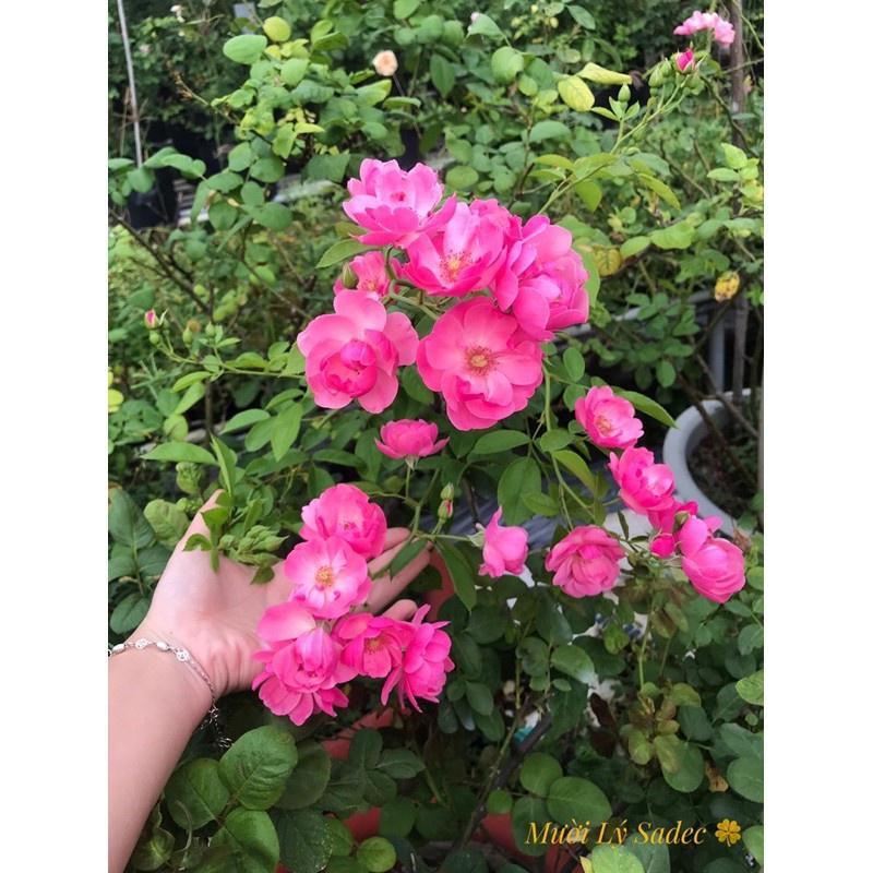 Hoa hồng ngoại Angela- chậu to cây trưởng thành