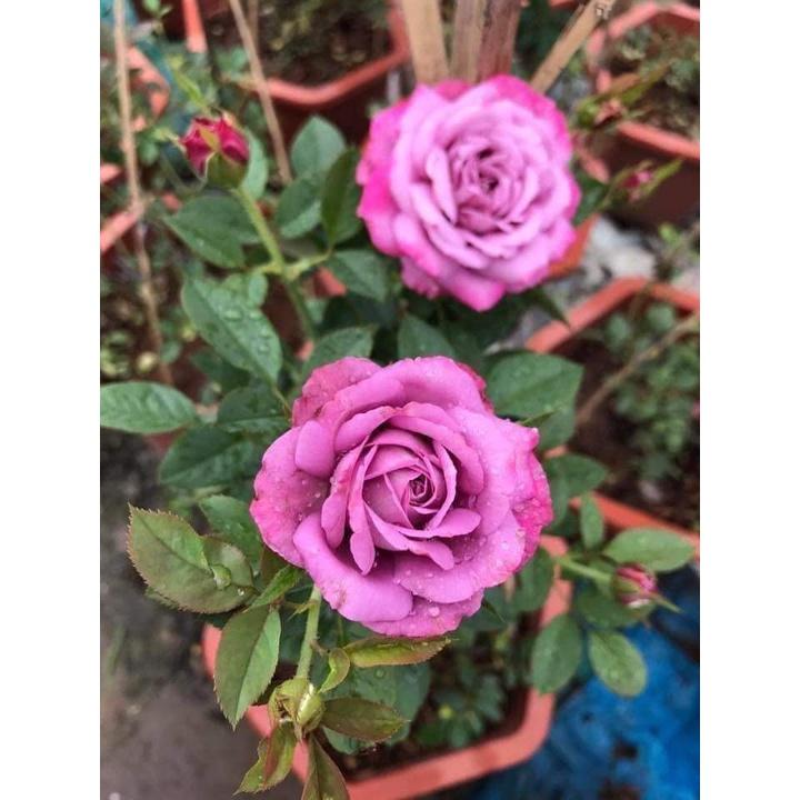 hoa hồng ngoại tím Purple Ice Cream, thơm đậm - cây giống rễ trần