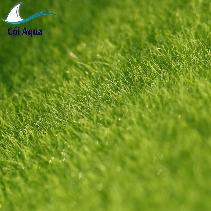 Tiểu cảnh mini ️ Tấm Cỏ giả trang trí tiểu cảnh sen đá, sân vườn, bể cá, bể terrarium