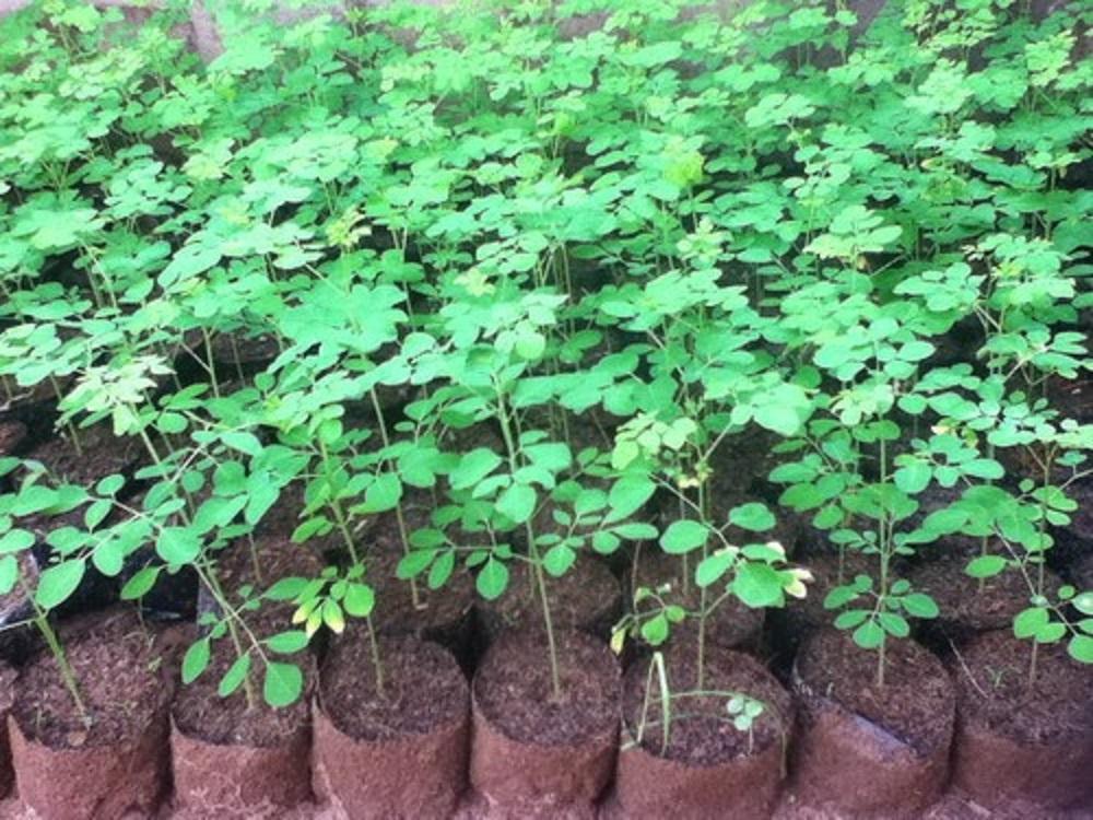 CÂY GIỐNG CHÙM NGÂY