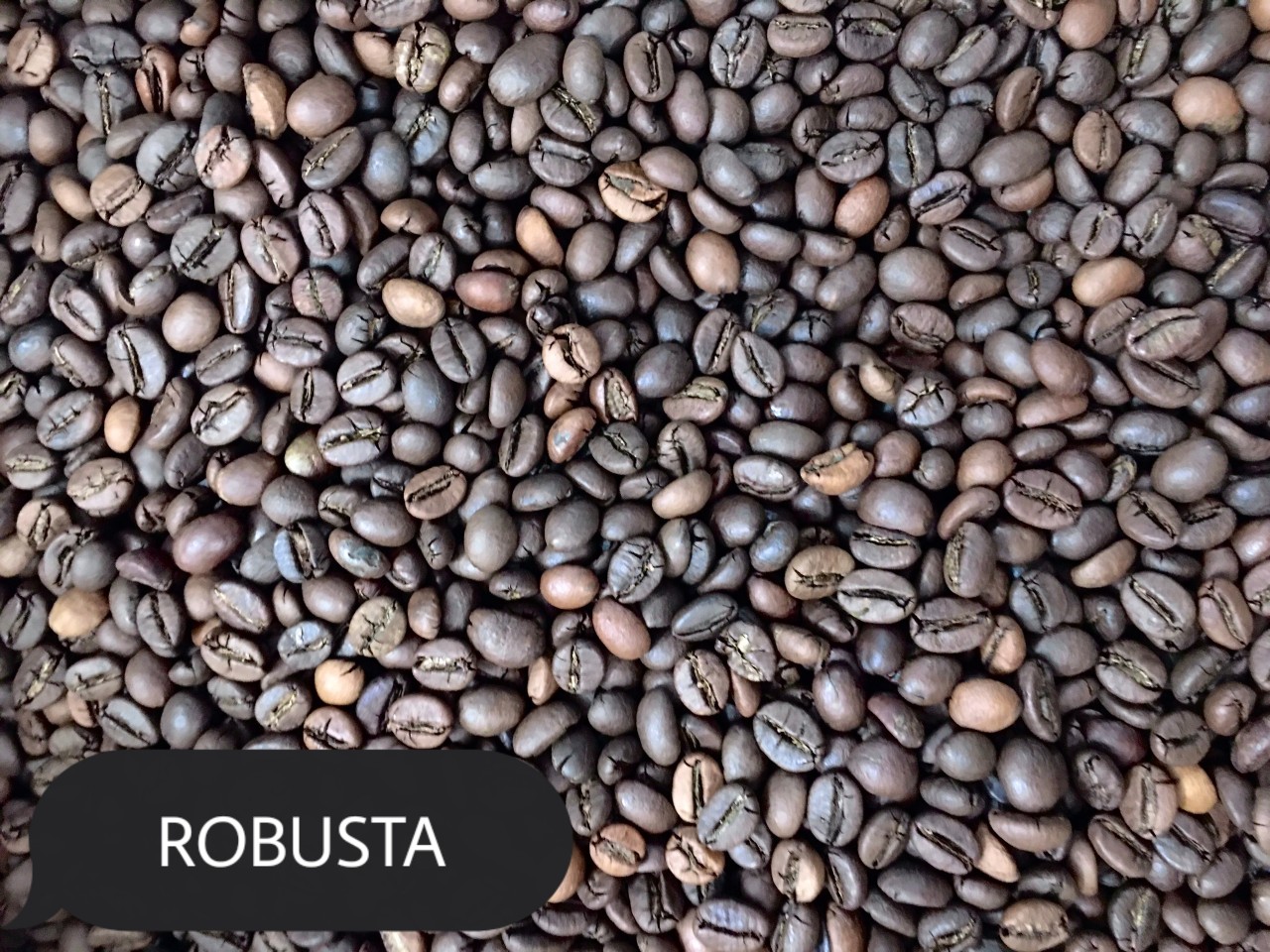 CÀ PHÊ HẠT RANG MỘC ROBUSTA 500gr