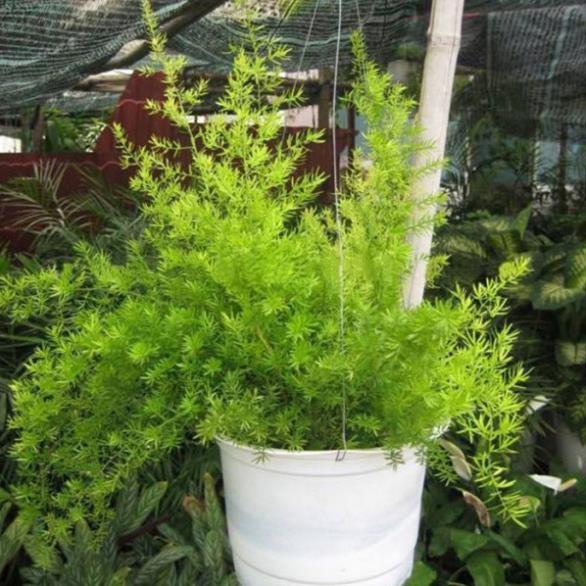 CÂY THIÊN MÔN ĐÔNG SIÊU ĐẸP -LOÀI CÂY VƯỢNG PHONG THỦY CHO GIA CHỦ + Tặng 01 cây dâu da đất