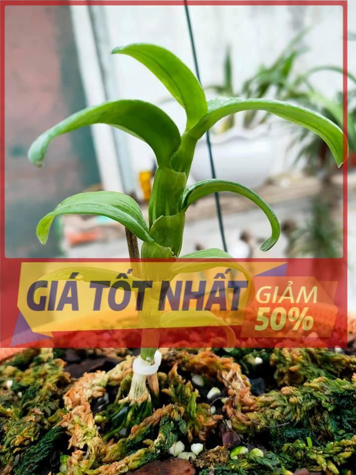 Phi điệp tím