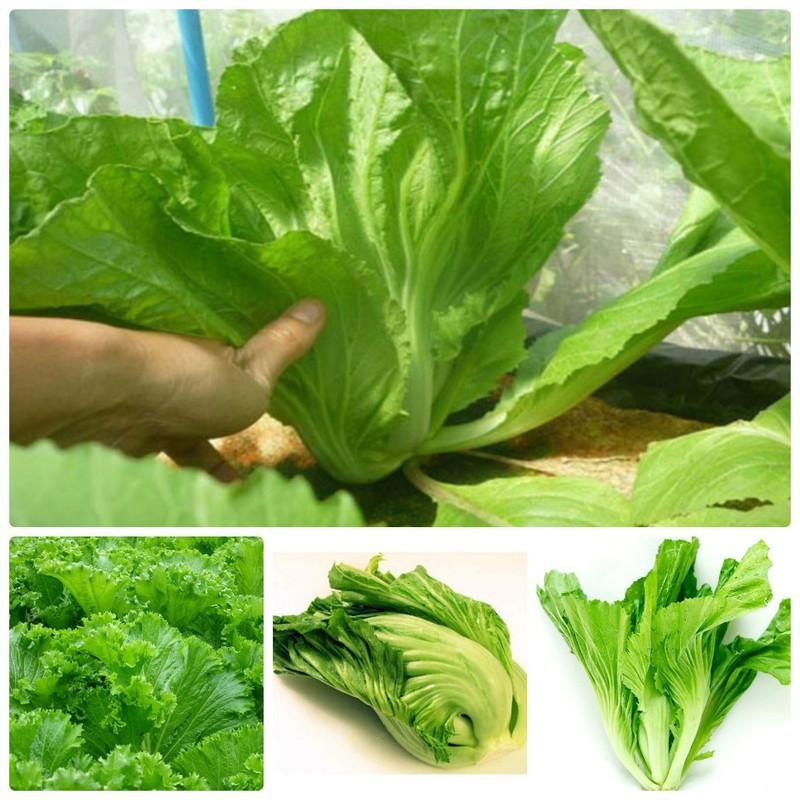 COMBO 2 gói hạt giống cải bẹ dưa TẶNG 1 phân bón
